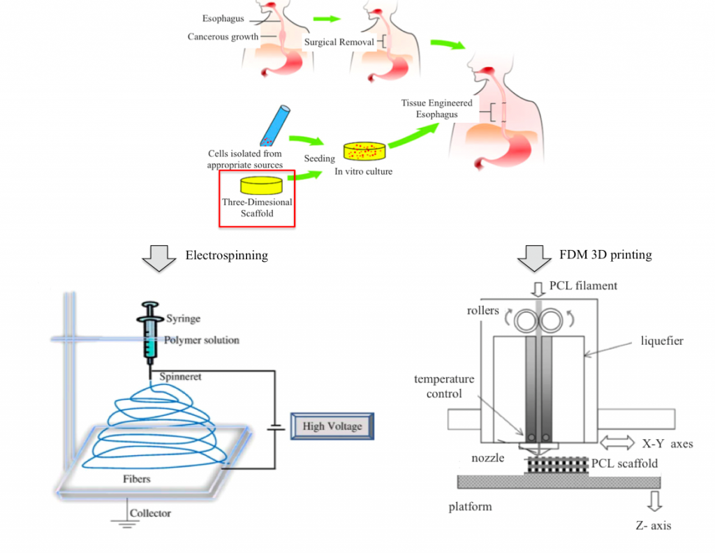 Fig.1:  Implementation procedure of a 3D scaffold using electrospinning or 3D printing